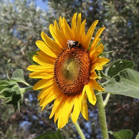 Sunflower Split Ngoại thất bức ảnh