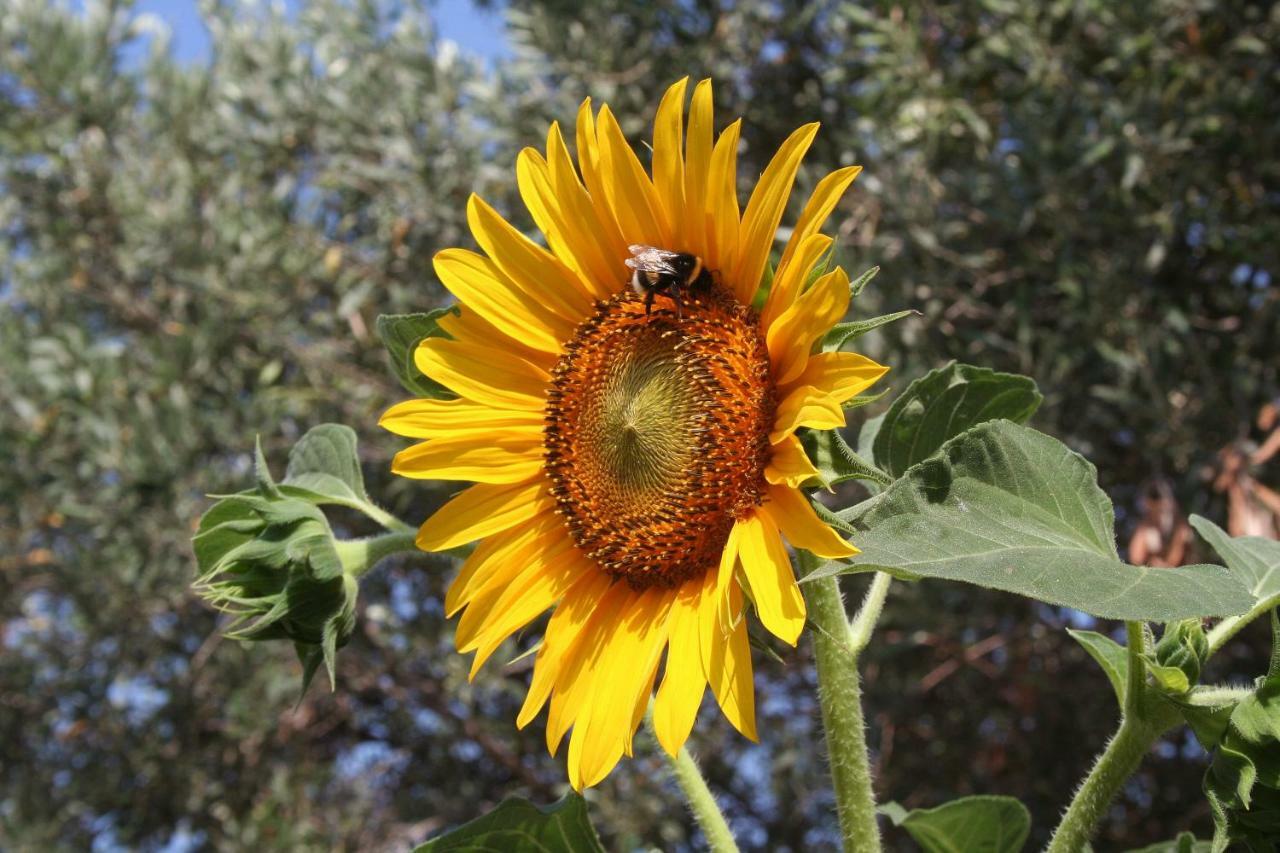 Sunflower Split Ngoại thất bức ảnh