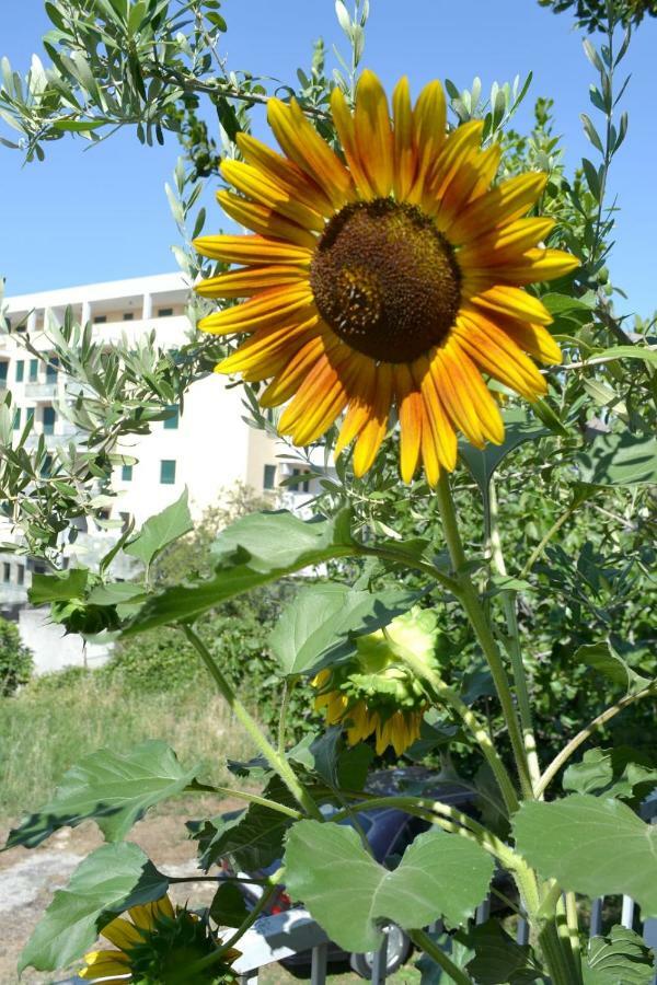 Sunflower Split Ngoại thất bức ảnh